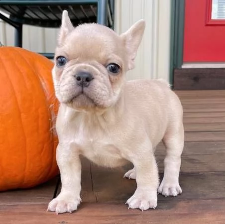  cuccioli di bulldog francese