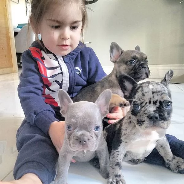  cuccioli di bulldog franceseus