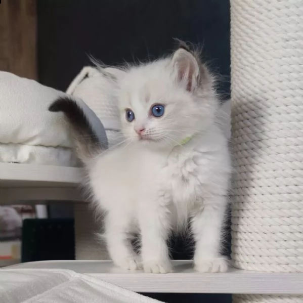  ragdoll cuccioli nati in casa