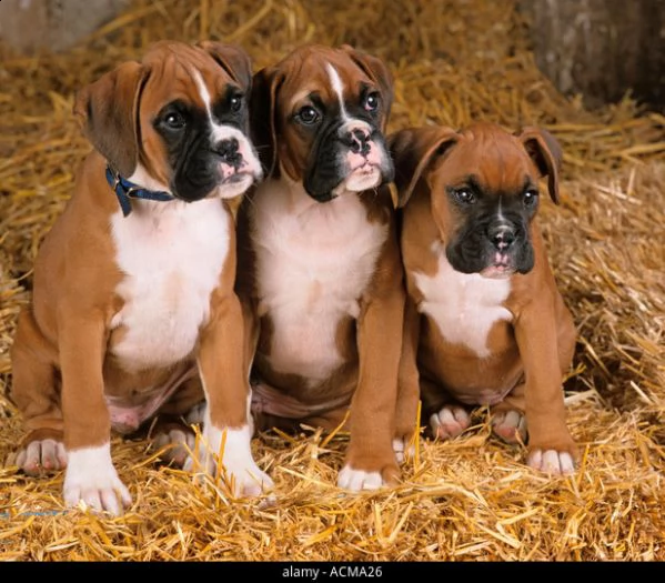 cuccioli boxer in adozione