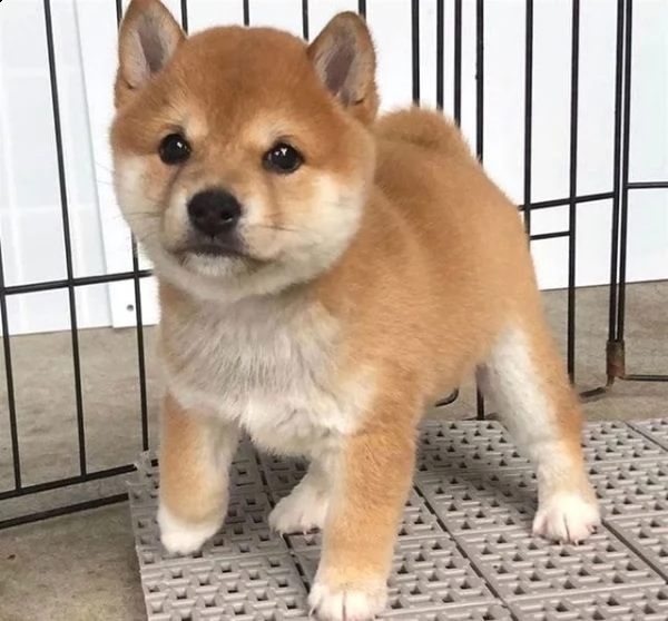 regalo due cuccioli di shiba inu per l'adozione