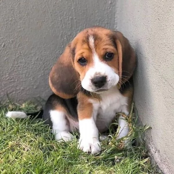 regalo beagle cuccioli meravigliosi ! 