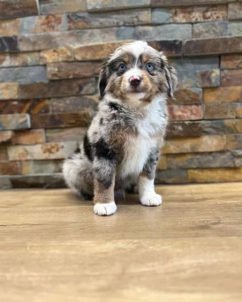 regalo adorabili cuccioli pastore australiano femminucce e maschietti