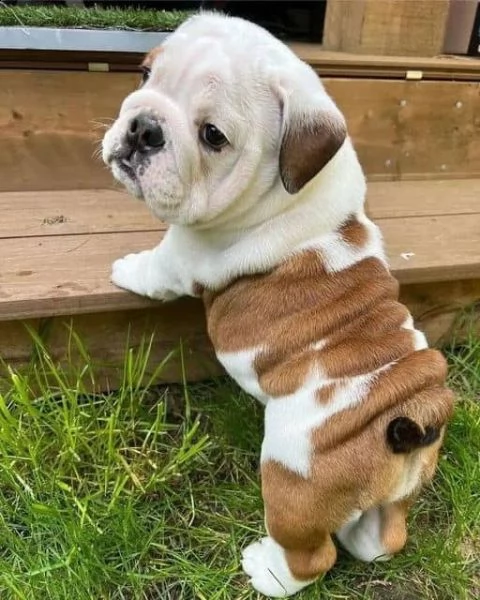 cuccioli inglese bulldog disponibili per adozione