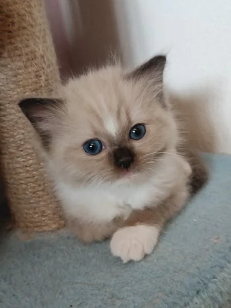 Cucciola Ragdoll