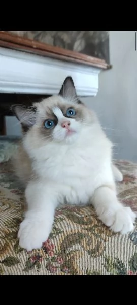 Cucciola ragdoll