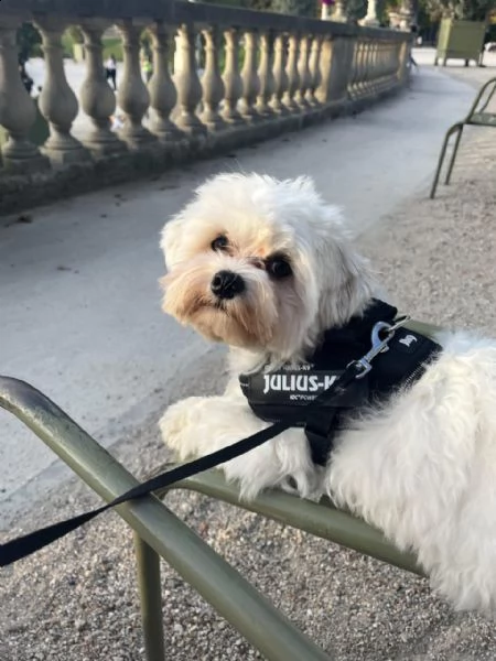 cucciolo maltese disponibile per adozione