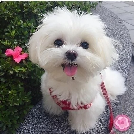 regalo maltese cuccioli meravigliosi ! 