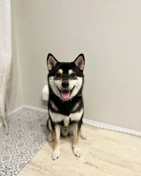 regalo cuccioli shiba inu