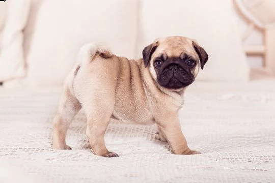 adorabili cuccioli di carlino maschio e femmina!