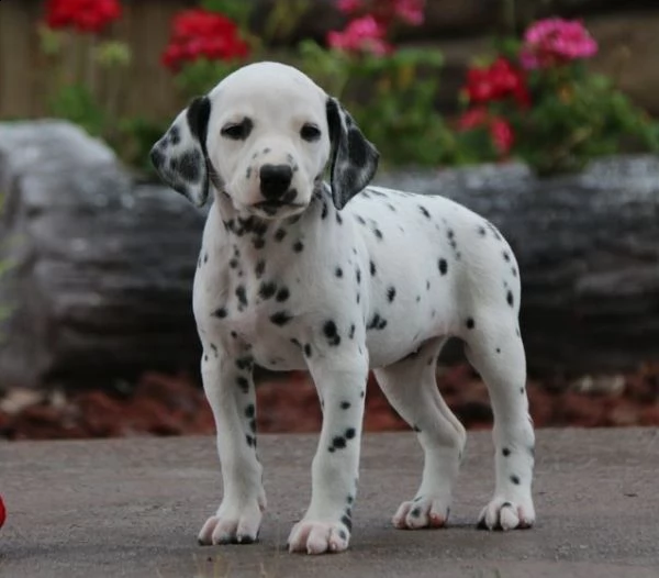 dalmata cuccioli per l'adozione