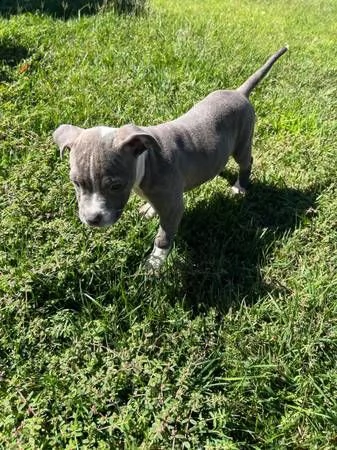 adorabili cuccioli di pitbull in adozione