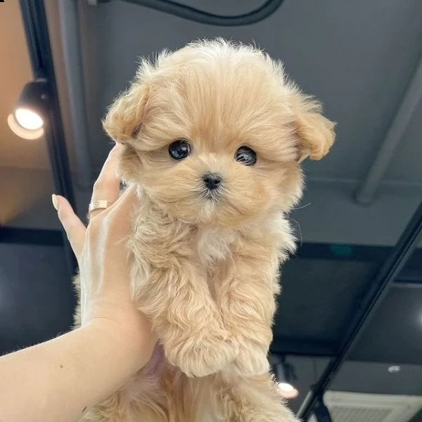 regalo maltipoo cuccioli meravigliosi ! 