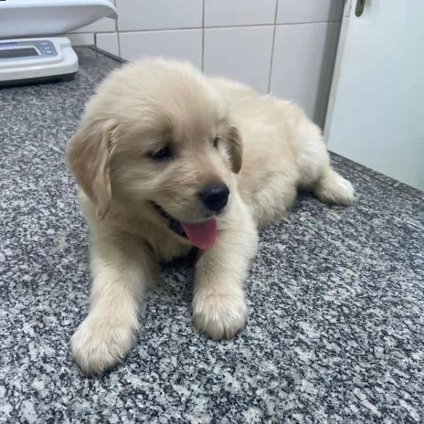  regalo goldern retreiver cuccioli meravigliosi !  nati in casa da nostri esemplari ipertipici carat