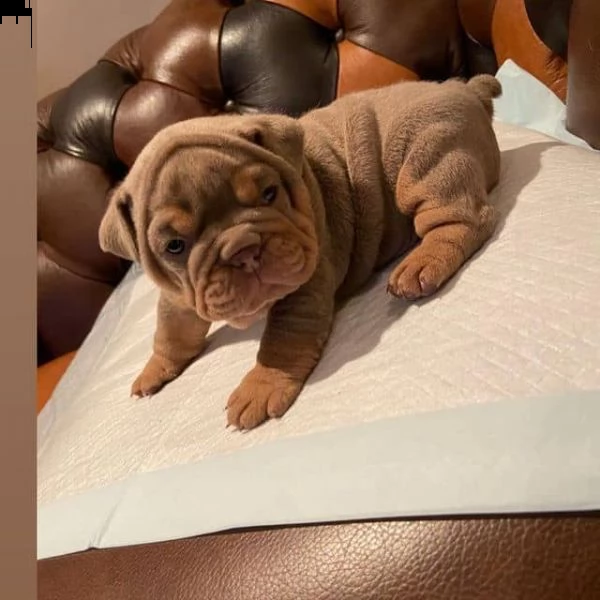 regalo bulldog inglese cuccioli con pedigree