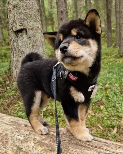 regalo due cuccioli di shiba inu per l'adozione