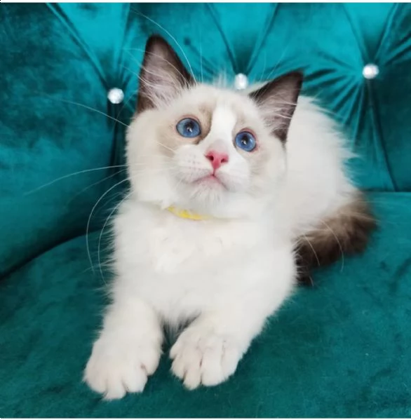  gatto ragdoll pagamento rateizzabile vn