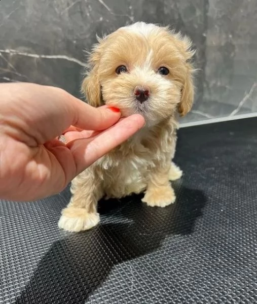 regalo maltipoo cuccioli meravigliosi ! 