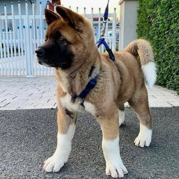 regalo akita cuccioli meravigliosi ! 