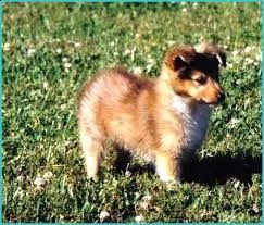 regalo cuccioli di shetland sheepdog disponibili 5 splendidi cuccioli di shetland sheepdog 3 maschi 