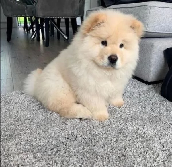  adorabili cuccioli di chow chow femminucce e maschietti disponibili . i cuccioli sono vaccinati sve