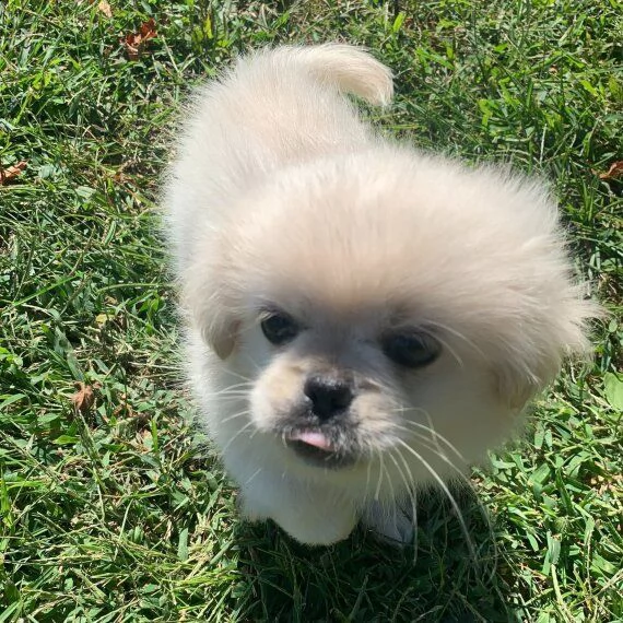 regalo dolci cuccioli pechinese per l'adozione