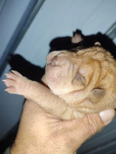 Cuccioli di Sharpei  | Foto 4