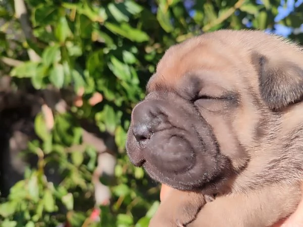 Cuccioli di Sharpei  | Foto 2