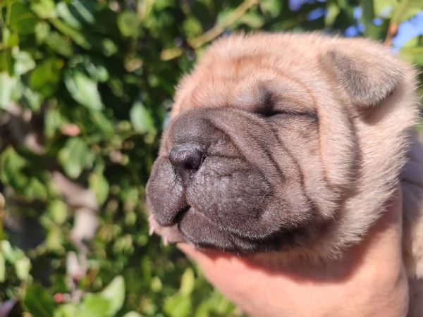 Cuccioli di Sharpei  | Foto 1