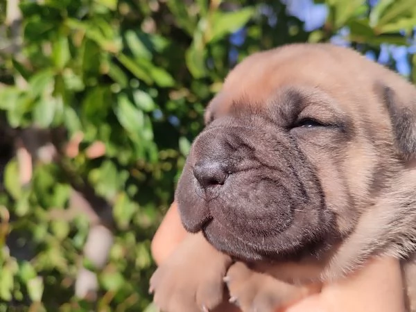 Cuccioli di Sharpei  | Foto 0