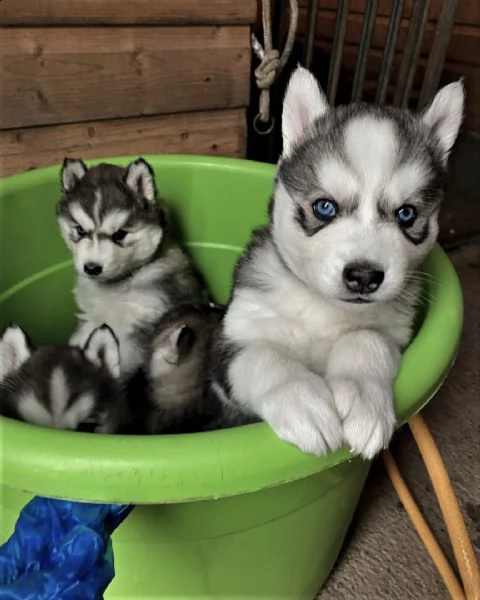 sveglio cuccioli di husky siberiano in adozione gratuita in qualsiasi casa di cura | Foto 1