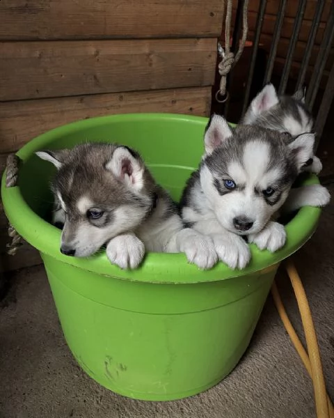 sveglio cuccioli di husky siberiano in adozione gratuita in qualsiasi casa di cura | Foto 0