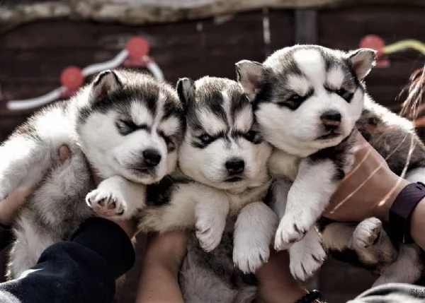 sveglio cuccioli di husky siberiano in adozione gratuita in qualsiasi casa di cura