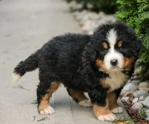 cuccioli di bovaro del bernese | Foto 1