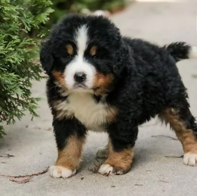 cuccioli di bovaro del bernese | Foto 0