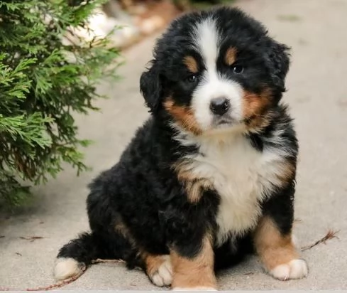 cuccioli di bovaro del bernese