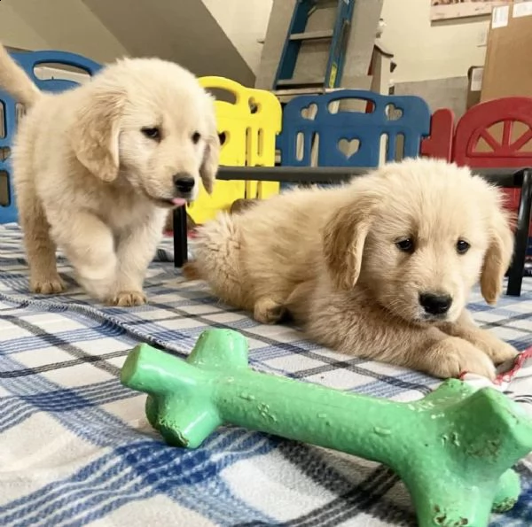 disponibili fantastici cuccioli di golden retriever | Foto 0