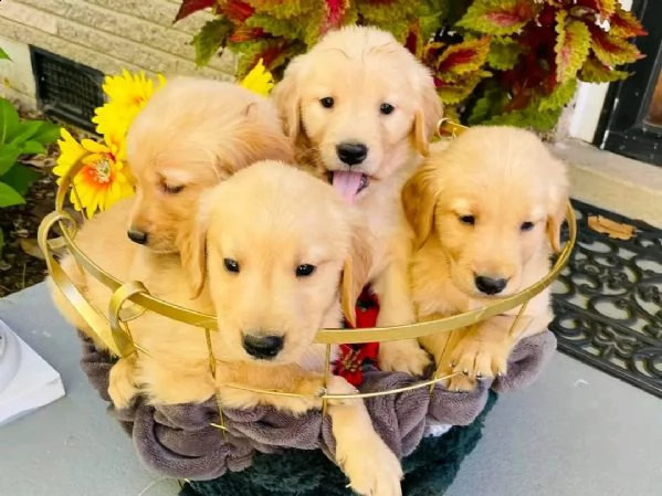 disponibili fantastici cuccioli di golden retriever