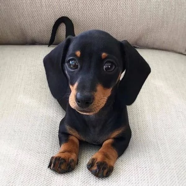 regalo adorabili cuccioli  bassotto femminucce e maschietti