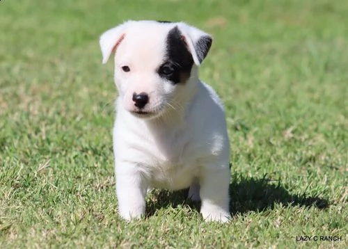 regalo cuccioli di razza pura jack russel .