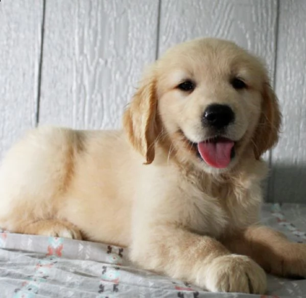 regalo cuccioli di golden retriver .