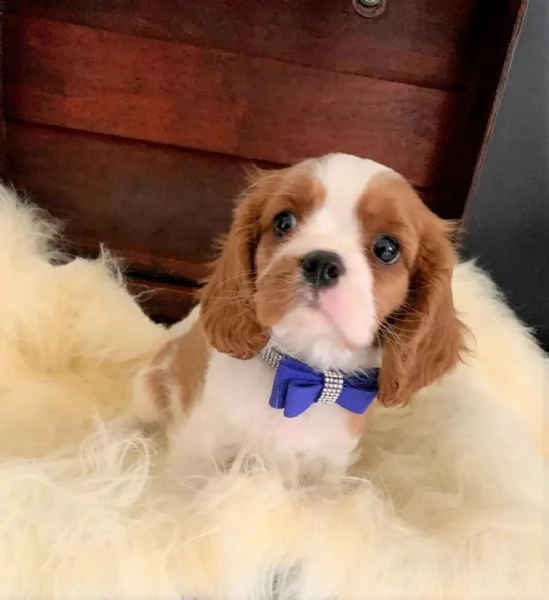 cuccioli di cavalier king  femminucce e maschietti disponibili per l'adozione gratuita