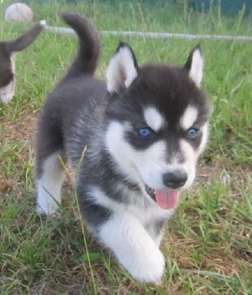 eccezionali adorabili cuccioli di husky siberiano maschio e femmina