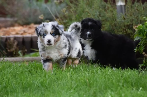 cuccioli di pastore australiano addestrati | Foto 6