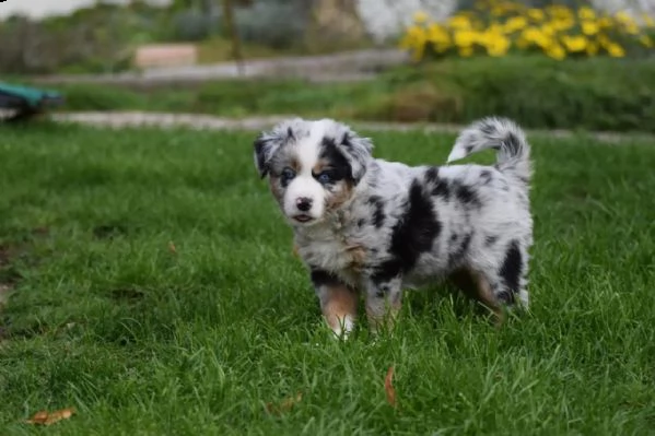 cuccioli di pastore australiano addestrati | Foto 5