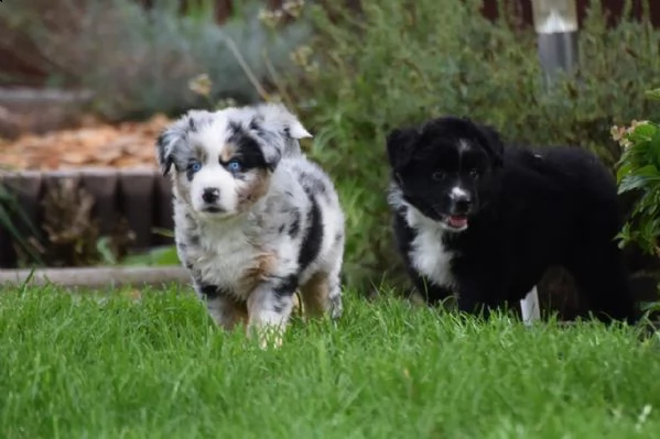 cuccioli di pastore australiano addestrati | Foto 4