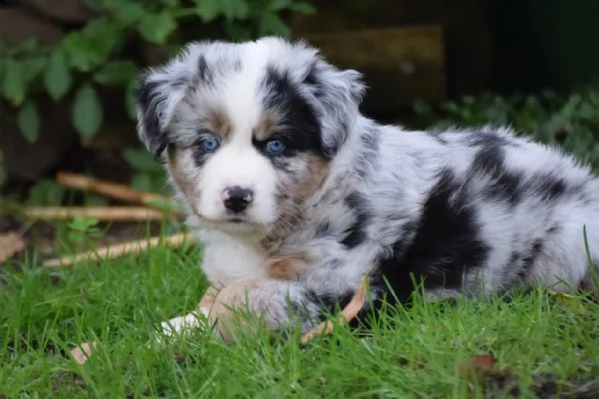 cuccioli di pastore australiano addestrati | Foto 1