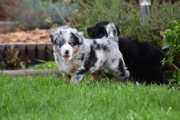 cuccioli di pastore australiano addestrati | Foto 0