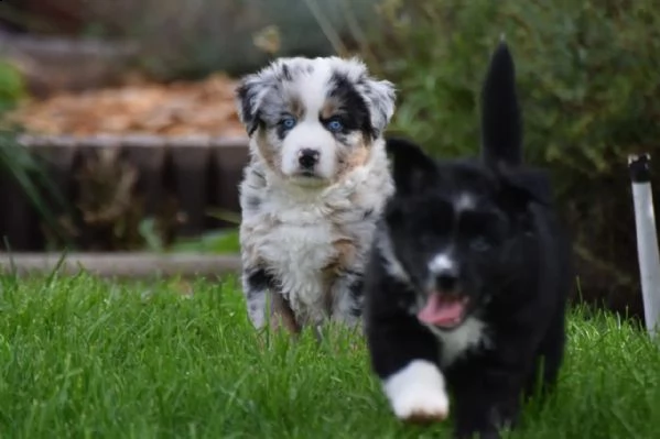 cuccioli di pastore australiano addestrati