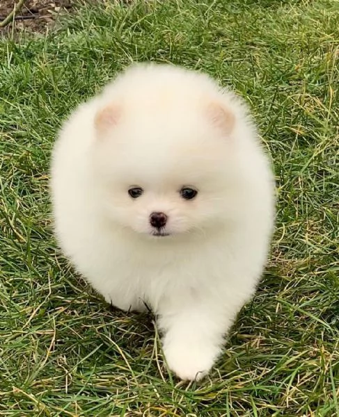 regala cuccioli di pomerania  femmine in adozione{}{}